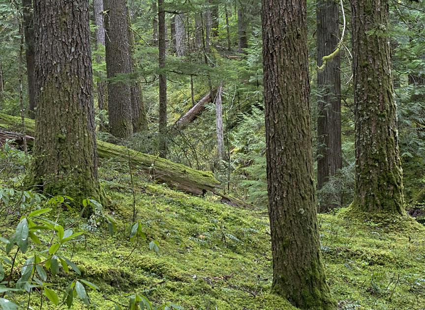 breitenbush old forest